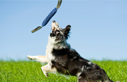 Quels sont les diffrents quipements et accessoires du sport canin?